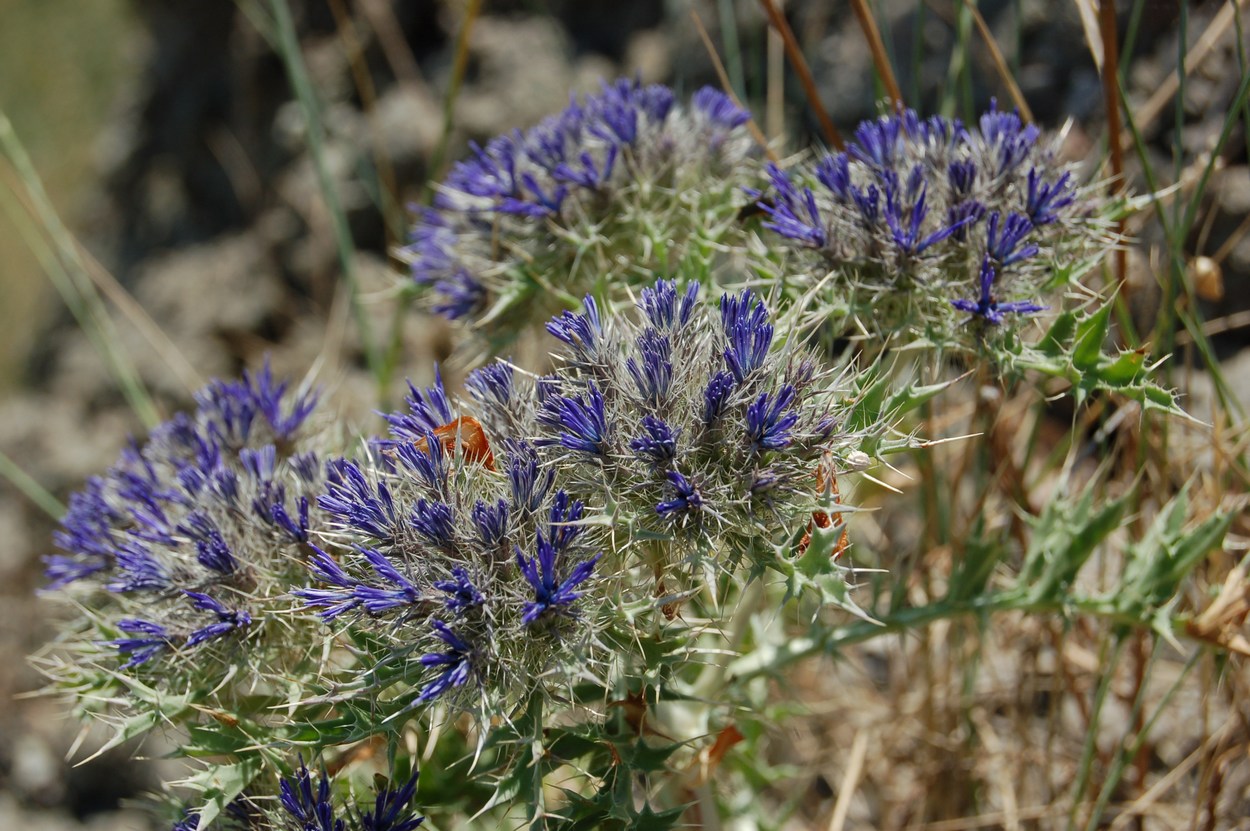 Cardopatum corymbosum / Broteroa